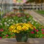 Osteospermum – Osticade Yellow – 10″ Hanging Basket